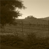 grape vinard upper las berros road nipomo