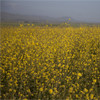 nipomo mustard feilds